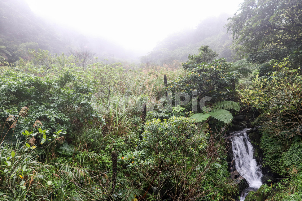 풀,폭포,내천,물,식물,자연,숲,정글,여름,시원함,자연,풍경,nature,landscape,outdoors,옥외,vegetation,초목,plant,rainforest,열대 우림,land,땅,tree,나무