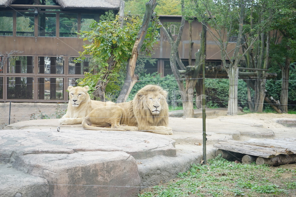 사자,동물원,사자부부,lion,zoo,동물,animal,포유류,mammal
