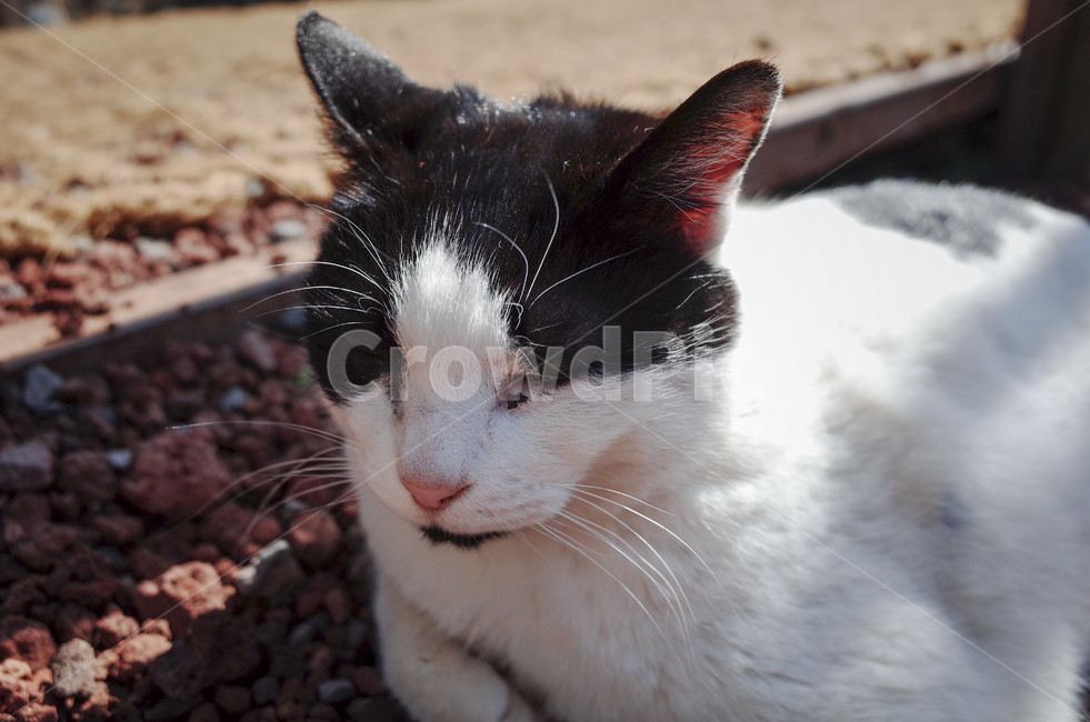 고양이,cat,동물,animal,포유류,mammal,길고양이,얼룩고양이