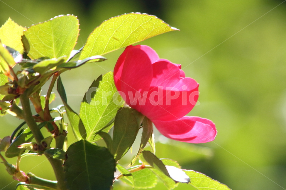 장미,꽃,식물,정원수,rose,식물,자연,plants,nature,꽃,flower
