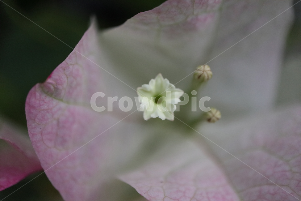 blossom,꽃,flower,plant,식물,부겐빌레아,bougainvillea,관목,핑크엔젤,부겐베리아,온실,쌍떡잎식물