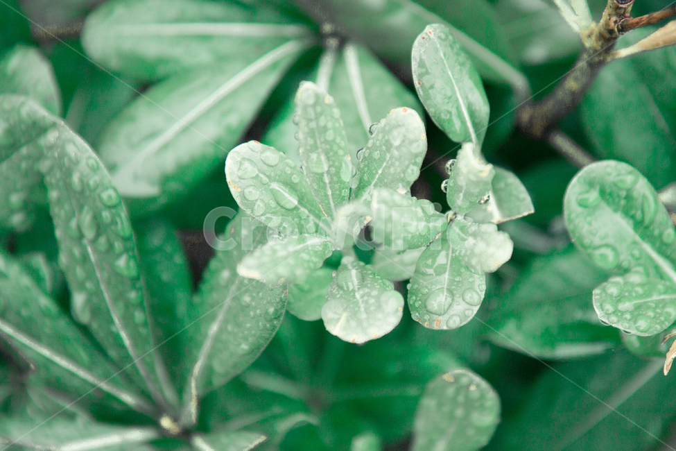 자연,풀,새싹,봄,여름,새로움,식물,자연,plants,nature,감성,sensible,feeling