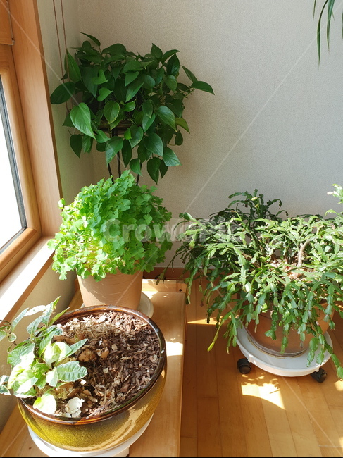 개발선인장,인테리어,실내장식,식물,무늬산호수,사랑초,식물,자연,plants,nature,실내용화초,화분,화초,house plant,인테리어,실내디자인,interior design
