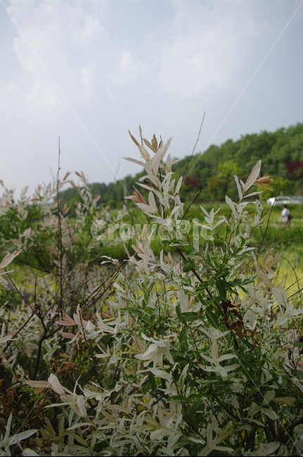 나무,식물,plant,오색버드나무,하늘,구름,잎,식물,자연,plants,nature