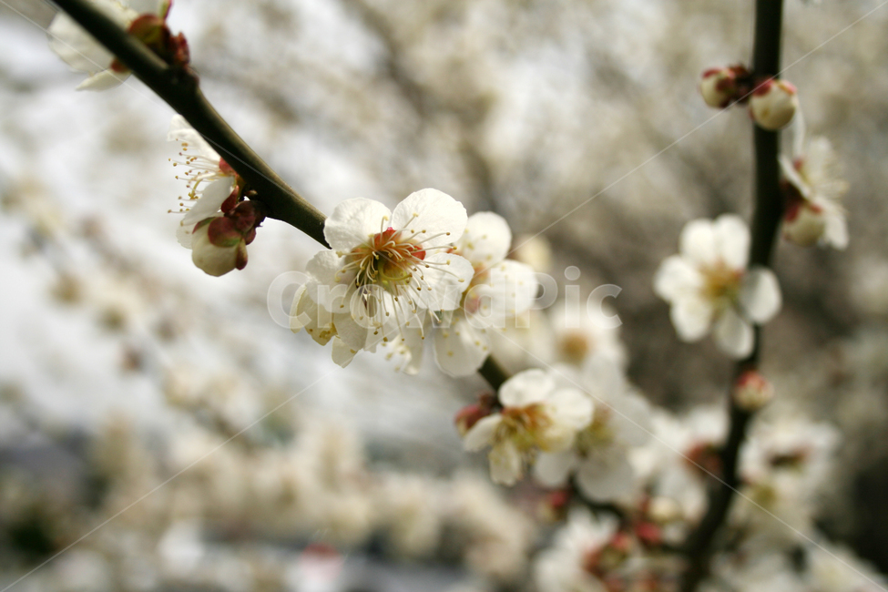 봄,매화,꽃,봄꽃,광양,봄,계절,spring,season,식물,자연,plants,nature,꽃,flower,plant