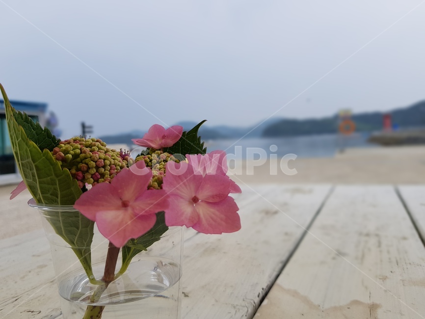 바다,꽃,휴식,힐링,섬