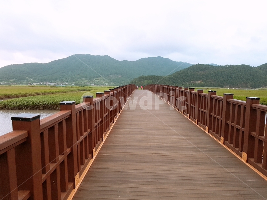 다리,갈대,산책로,산,나무