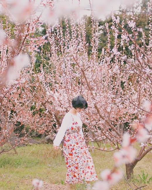 매화나무,매화,봄,따스함,설레임,봄,계절,spring,season,사람,인물,인간,human,person,여성,여자,woman,female,lady,감성,sensible,feeling,plant,식물,flower,꽃,blossom,cherry blossom,벚꽃