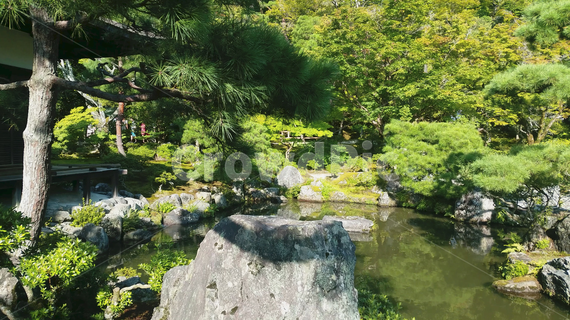 전통,일본,소나무,호수,힐링,봄,여름,나무