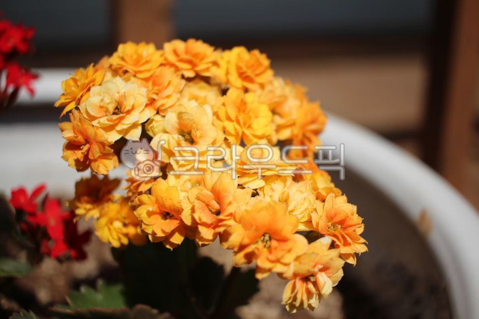 plant,yellow flower,yellow,carnation,flower