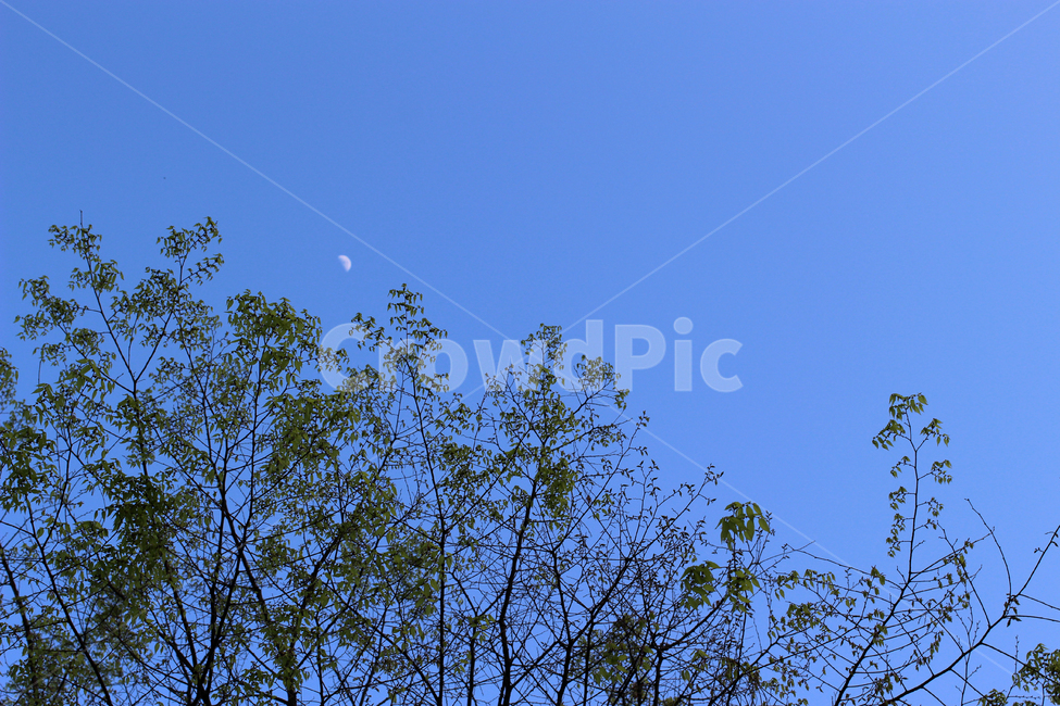 하늘,밤하늘,달,풍경,초저녁,자연,풍경,nature,landscape
