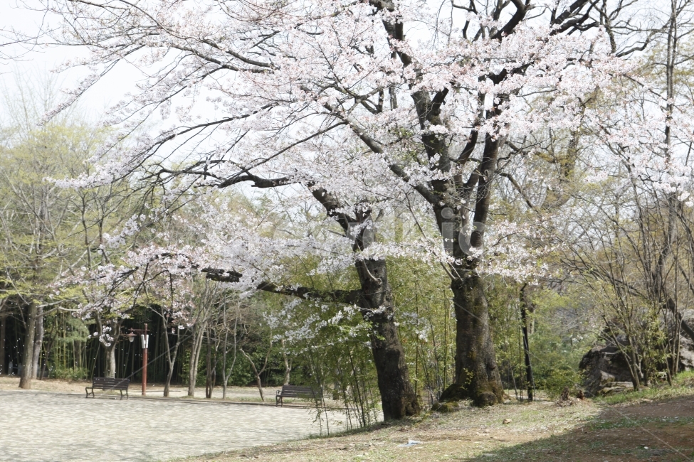 벚꽃,자연,감성,풍경,꽃,봄,계절,spring,season,식물,자연,plants,nature,나무,trees,wood,plant