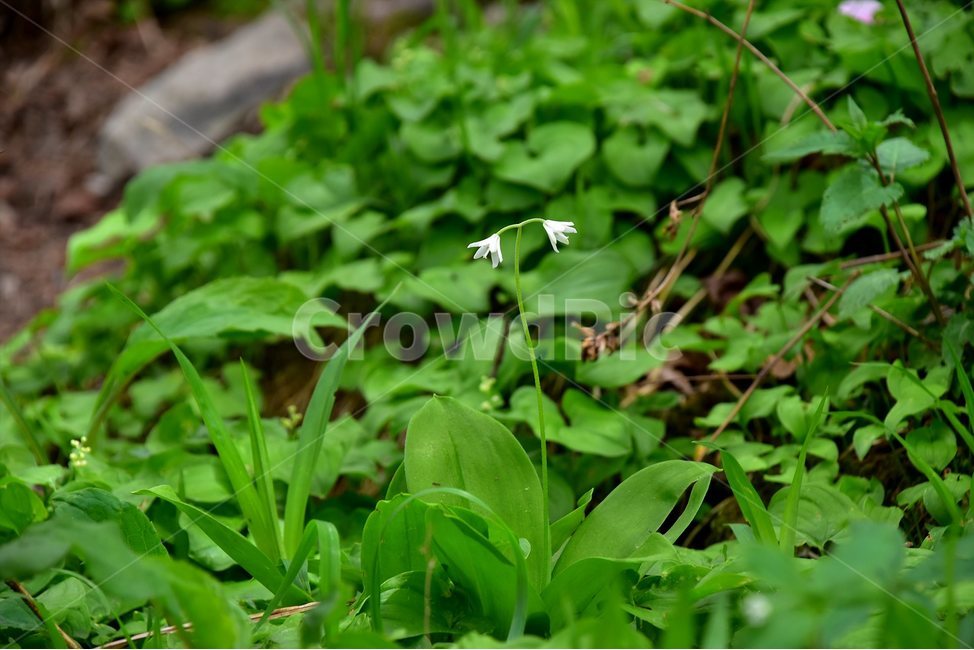 나도개감채,야생화,꽃,식물,자연,생태,플라워,flower,plants,nature,식물,자연,plants,nature,꽃,flower
