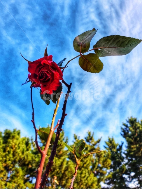 장미,flower,꽃,식물,rose,식물,자연,plants,nature,꽃,flower