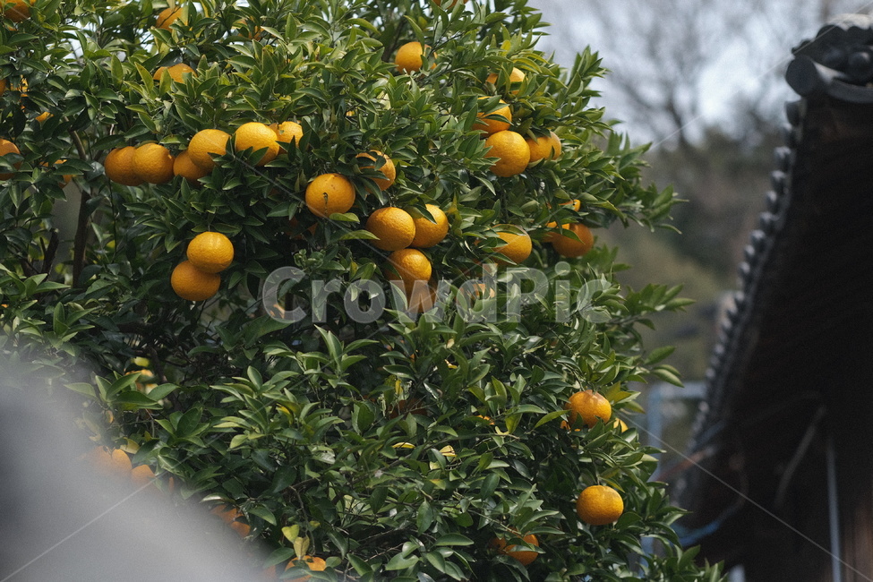 감귤,나무,식물,plant,mandarin,귤,음식,식재료,요리,food,cook,meal,dishes,food reserves,과일,열매,fruit