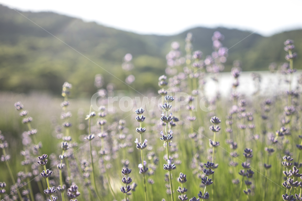 꽃,식물,감성사진,자연,라벤더,필름카메라,봄,풍경,빈티지,flower,nature,lavender,vintage,garden,봄,계절,spring,season,식물,자연,plants,nature,꽃,flower,감성,sensible,feeling,plant
