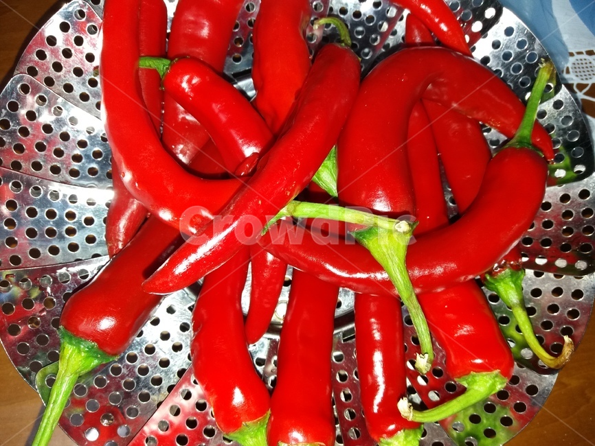 고추,빨간고추,적색,채소,식물,꼭지,녹색,농업,plant,과일,열매,fruit,채소,야채,vegetables