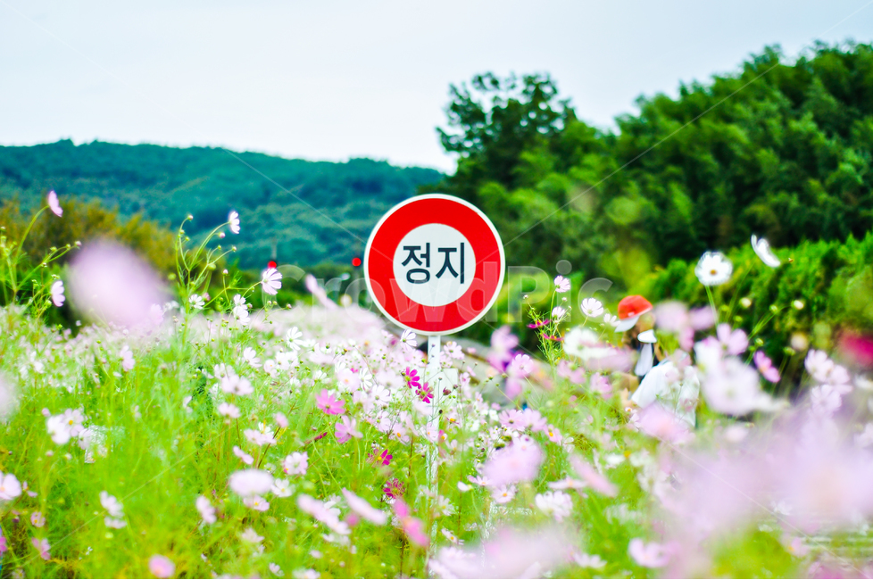국내여행,여행사진,북천역,코스모스,철도사진,정지,가을,계절,fall,autumn,season,자연,풍경,nature,landscape,spring,봄