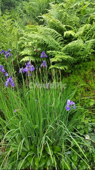 붓꽃,보라색꽃,아이리스,비맞은보라색아이리스,보라색아이리스,식물,자연,plants,nature,꽃,flower