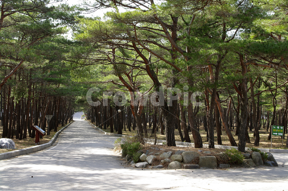 소나무숲,금강소나무,관광지,숲,고성,소나무,나무,자연,풍경,nature,landscape,식물,plants,나무,trees,wood,outdoors,옥외,garden,정원,arbour,정자