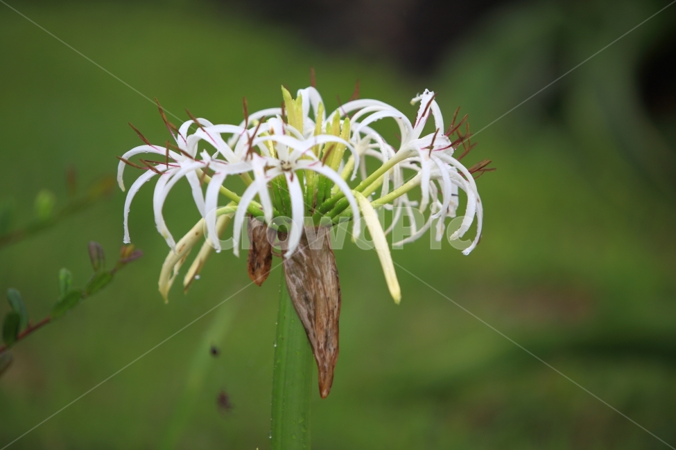 제주,문주란꽃,바닷가,자연,풍경,식물,자연,plants,nature,꽃,flower