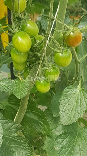 녹색,토마토,끝없는,큰농장,식물,근접토마토