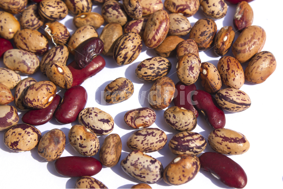 cranberrybean,콩,호랑이콩,호랑이강낭콩,얼룩,무늬,식재료,vegetable,갈색,브라운,빨강,레드,붉은색,곡류,곡식,음식,흰배경,탑,탑뷰,탑앵글,모아놓은,모으기,농작물,음식재료,콩류,모아둔,자연,식물,열매,많은,다수,콩류,견과류,beans,pulse,nuts,dry fruits