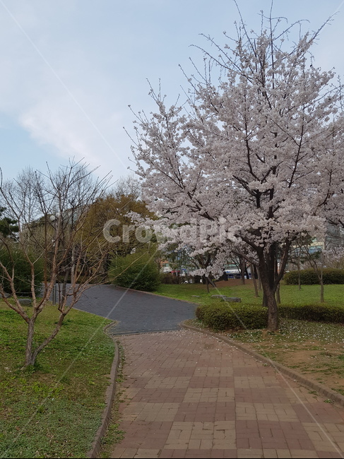 봄,벚꽃,낭만,힐링,꽃,봄,계절,spring,season,plant,식물
