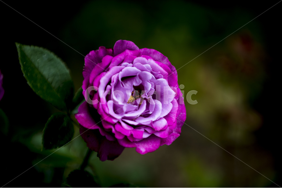 장미,식물,꽃,로즈,야생화,식물,자연,plants,nature,꽃,flower