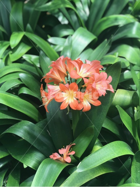 flower,redflower,싱그러움,꽃,풀잎,봄,계절,spring,season,식물,자연,plants,nature,꽃,flower,plant,blossom