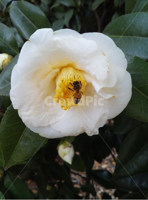 동백꽃,흰색,벌,동백나무,동백,식물,자연,plants,nature,꽃,flower,동물,animal,곤충,벌레,insect,bug