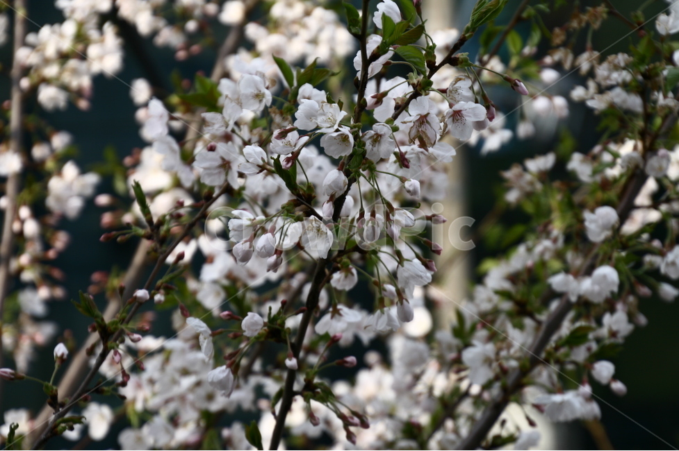 봄,꽃,벚꽃,아름다움,2018,마지막꽃사진,봄,계절,spring,season,식물,자연,plants,nature,꽃,flower,plant,blossom