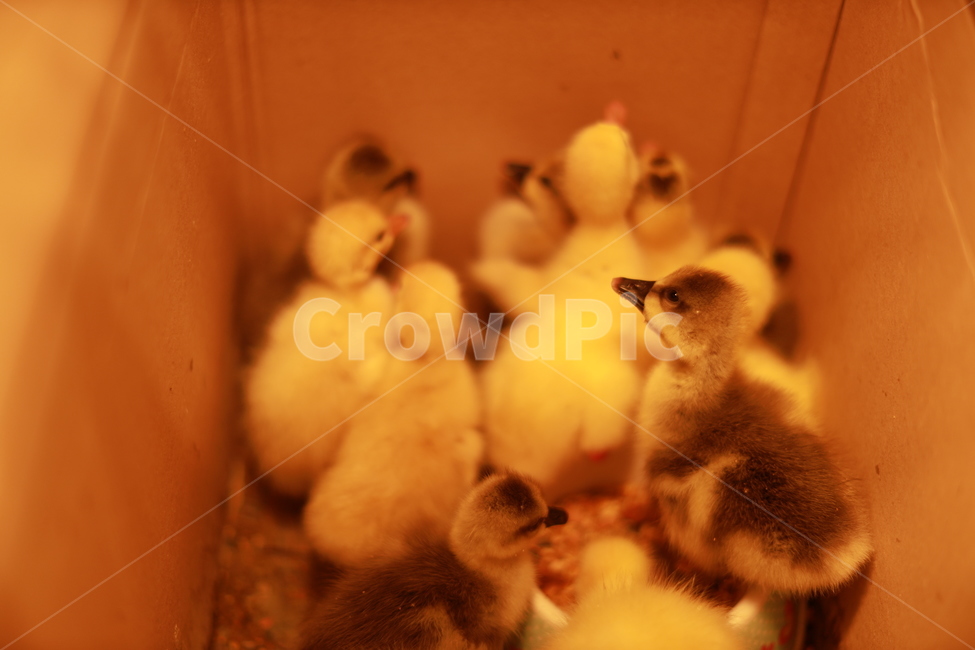 거위,부화,달걀,병아리,생명,동물,animal,조류,새,birds