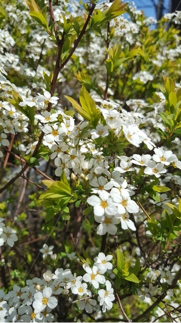 꽃,봄,하얀꽃,따스함,햇살,식물,자연,plants,nature,꽃,flower