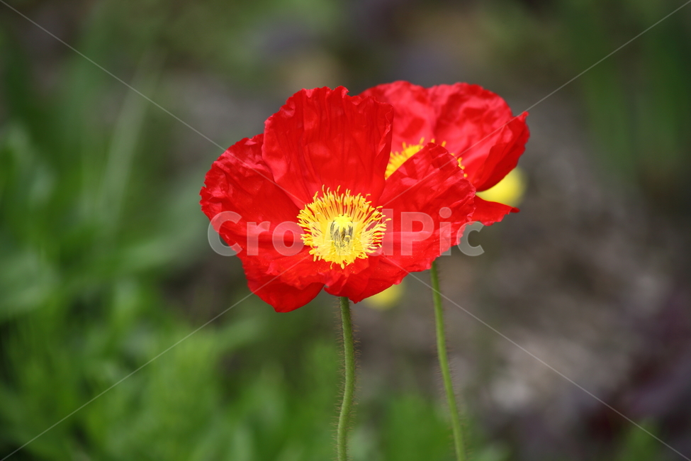 양귀비,꽃,꽃양귀비,조경용,poppy