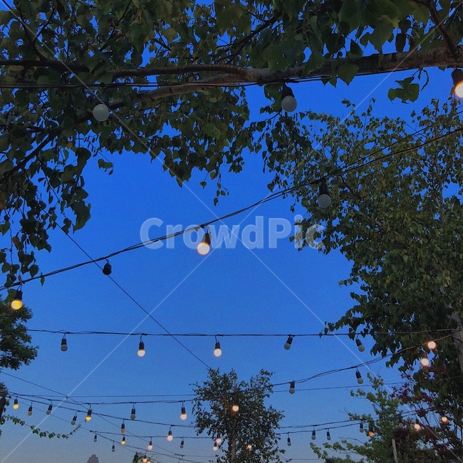 하늘,나무,조명,힐링,색감,야경,밤,풍경,nightscape,night,landscape