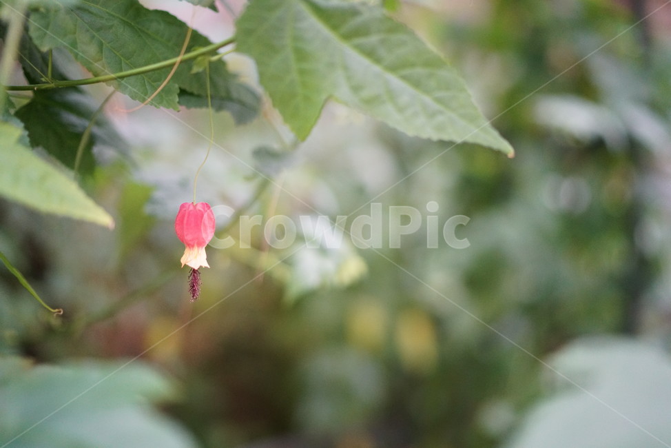 꽃,식물,자연,초롱꽃,flower,배경화면,바탕화면,배경,초롱,푸른,나뭇잎,식물,자연,plants,nature,꽃,flower