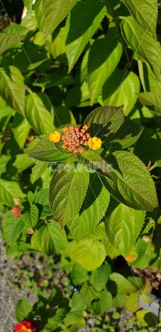 식물,잎,leaf,노란색,초록색,주황색,자연,식물,자연,plants,nature