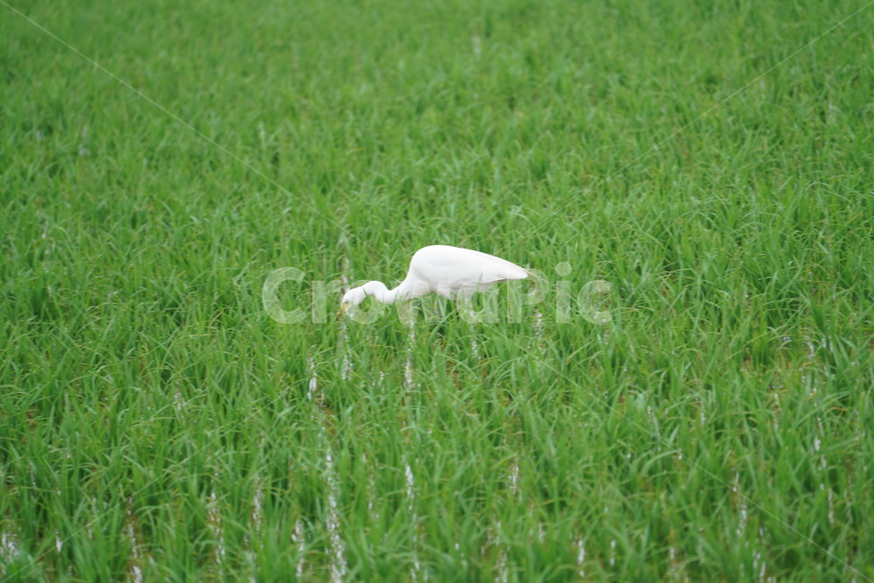백로,조류,황새목,왜가리과,새,사다새목,스노이백로,백로과,중대백로,동물,animal,조류,새,birds