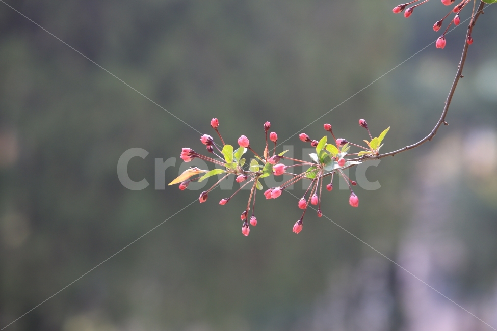 벗꽃,꽃망울,분홍,식물,나무,화사함,봄,계절,spring,season,식물,자연,plants,nature,꽃,flower,plant,blossom
