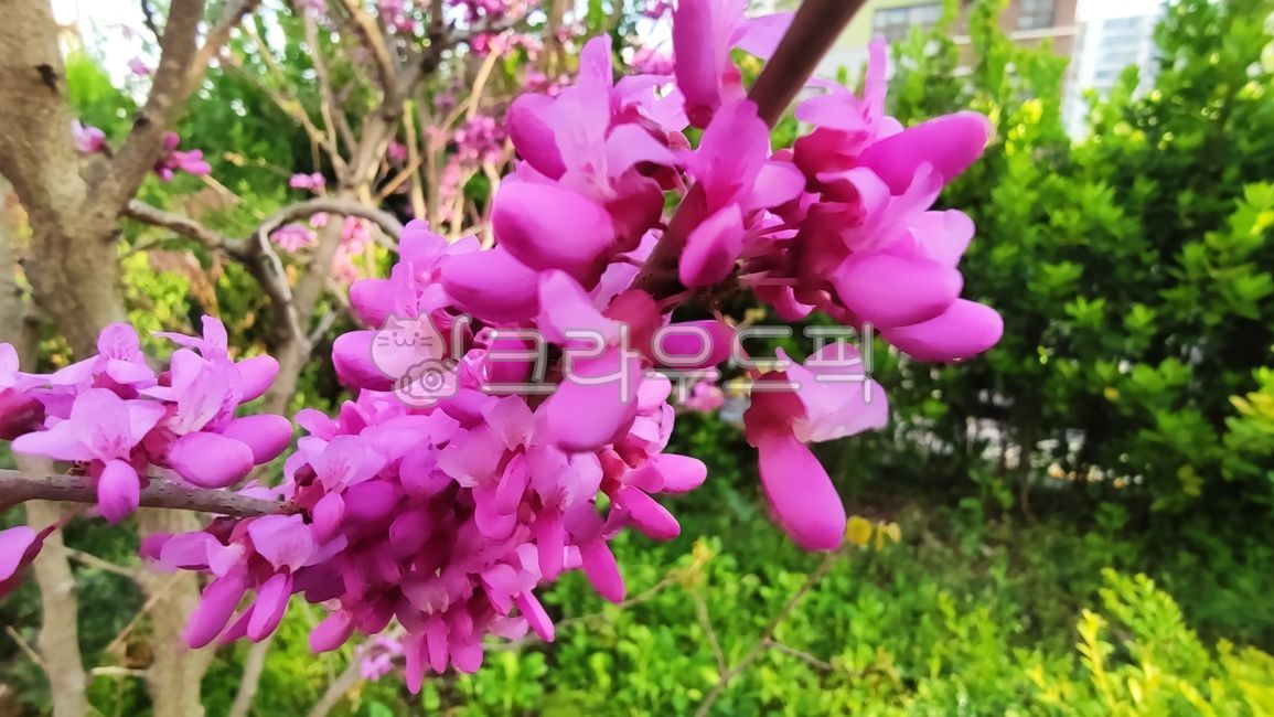 Park Taegi Flower,blossom,cercischinensis,Babtigi,rice bran flower tree,Park Taegi,flower,baptina tree,Paktaegi tree,flower bead tree,plant