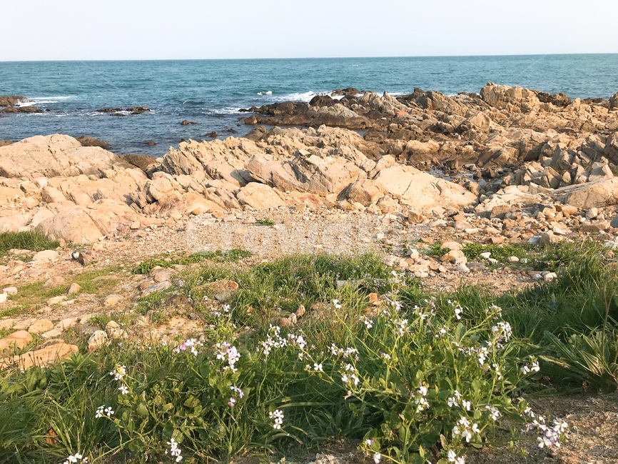 바다,바위,들꽃,stone,sea,flowers