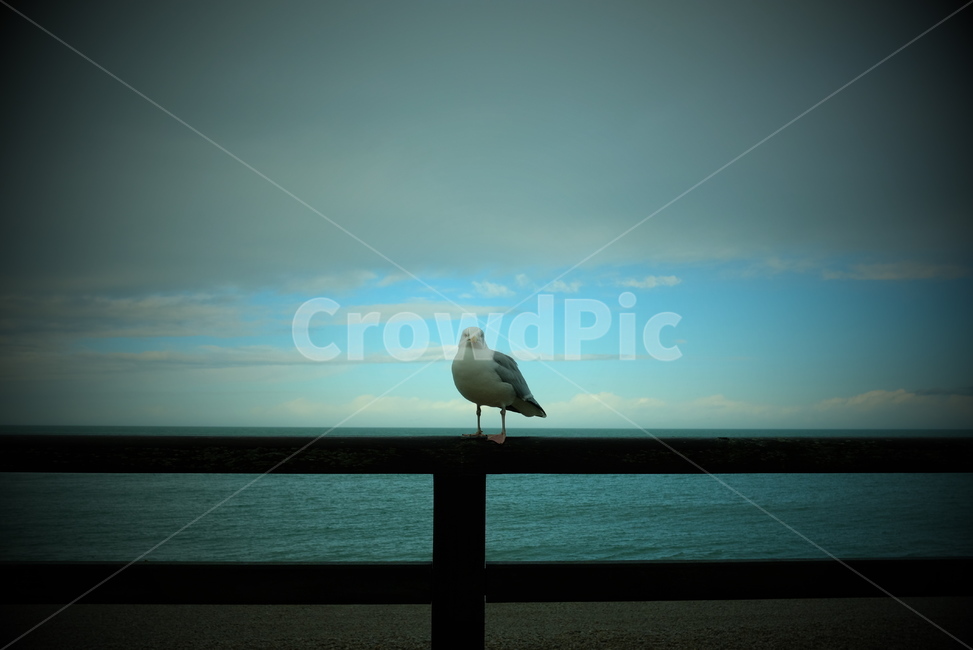 갈메기,바다,해변,감성,풍경,seamew,sea
