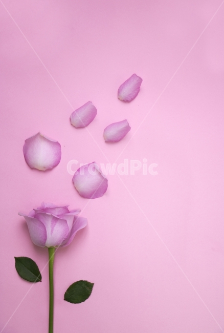 장미,이벤트,사랑,축하,기념일,선물,사진,단독사진,디자인,소스,포토,사진자료,배경,배경사진,백그라운드,한국,동양,아시아,풍경,자연,환경,실외,낮,아침,식물,꽃,봉오리,꽃봉오리,잎,꽃잎,5월,봄,여름,장미꽃,분홍,핑크,pink,생화,생일,로즈데이,크리스마스,프로포즈,발렌타인데이,화이트데이,빼빼로데이,성년의날,식물,자연,plants,nature,꽃,flower,기념일,축하,anniversary,congratulation,celebrate,celebration,연출,컨셉,콘셉,direction,concept,누끼,remove background