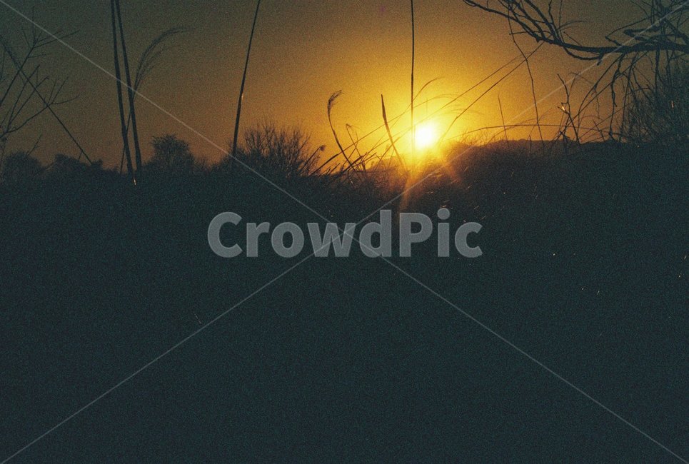 우포늪,자연,필름사진,아침,새벽,빛,나무,자연,풍경,nature,landscape,light,flare,플레어,sunlight,햇빛
