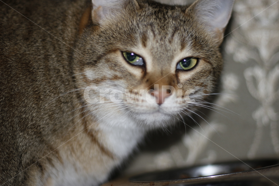 고양이,반려동물,반려묘,동물,길고양이,집사,애완동물,cat,pet,kitten,animal,동물,animal,고양이,cat,kitten,kitty