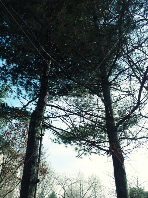 나무,가지,식물,자연,초록,하늘,피톤치드,식물,자연,plants,nature,나무,trees,wood