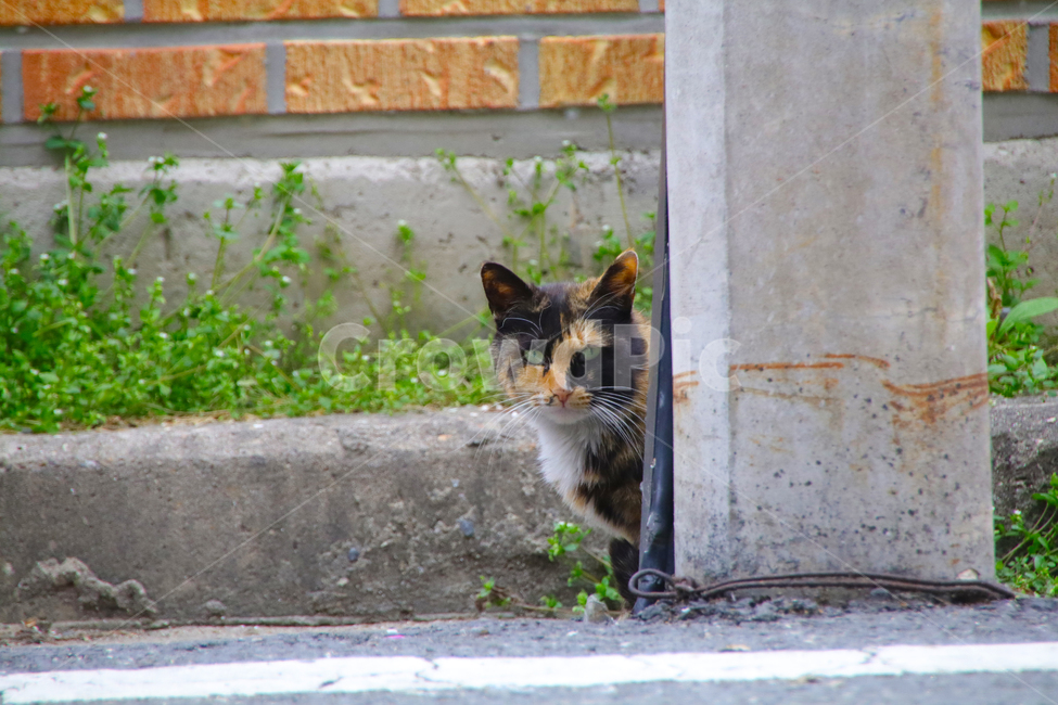 고양이,야옹이,개냥이,길냥이,동물,동물,animal,포유류,mammal,고양이,cat,kitten,kitty