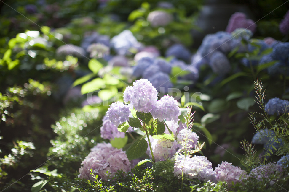수국,분홍수국,분홍꽃,봄꽃,자연,배경,식물,식물,자연,plants,nature,꽃,flower,휴식,힐링,rest,relaxation,healing