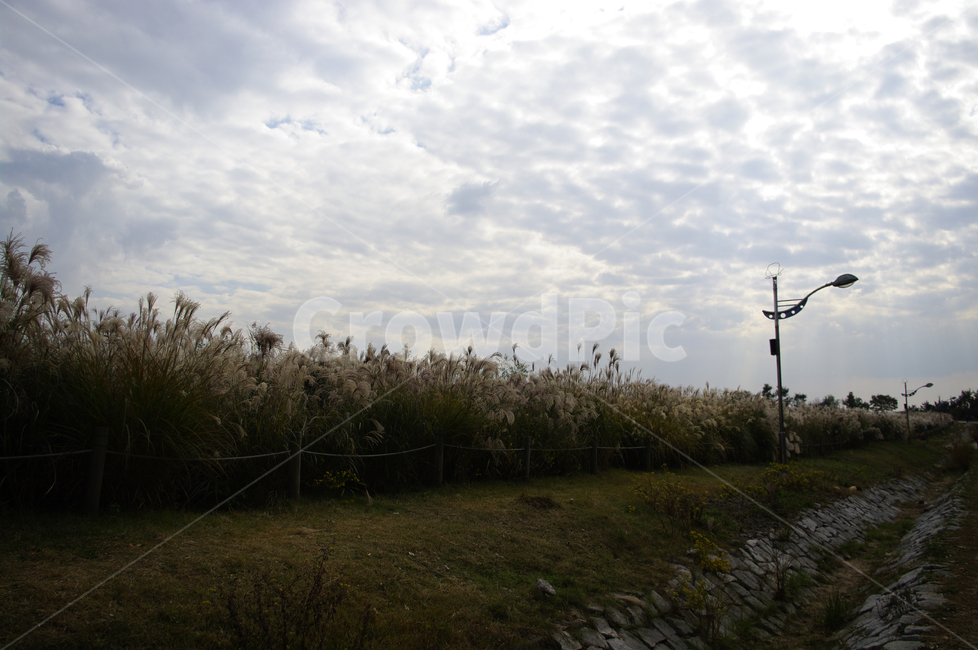공원,plant,가을,억새,자연,nature,식물,하늘,구름,풍경,하늘공원,자연,풍경,nature,landscape